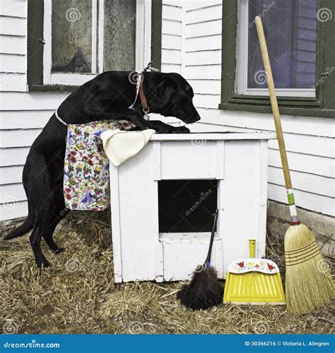 donna scopa cane|La mia amica chicca che scopa con un cane .